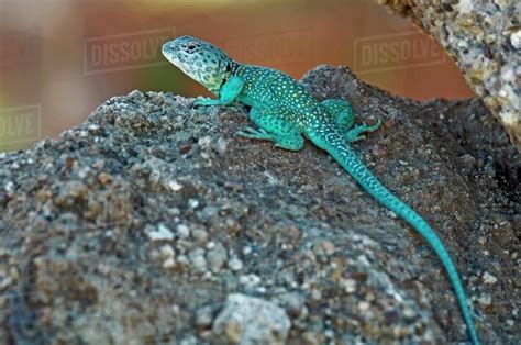A Male Collared Lizard In Breeding Colors Lubbock Texas Usa Stock