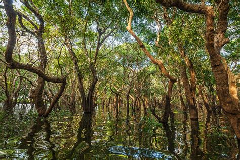 Mangrove forests are located mainly on the western coast of malaysia, and their role cannot be overestimated. Growing Mangrove Trees In Southern Cambodia | GROUND Asia