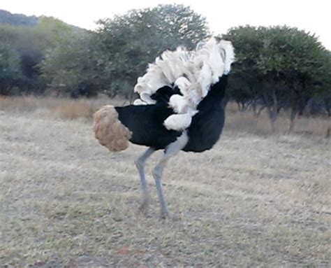Video Incredible Ostrich Mating Dance Africa Geographic