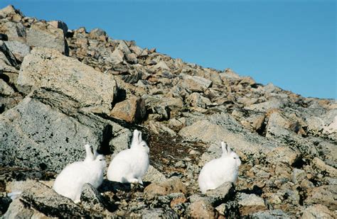 Arctic Hares Photograph By Simon Fraserscience Photo Library