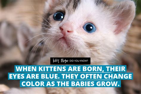 Read on to enjoy many other fascinating facts about cats. Fact: When kittens are born, their eyes are blue. They ...