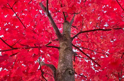 Red Tree Maple Autumn Foliage Trunk Decoration Nature Branch