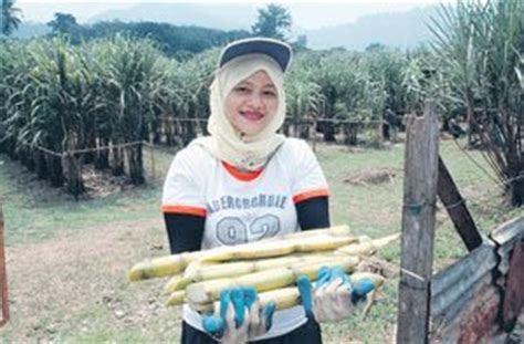 Download mp3 bagai menanam tebu di bibir gratis, ada 20 daftar lagu bagai menanam tebu di bibir yang bisa anda download. Tanaman Tebu | tanamanbaru