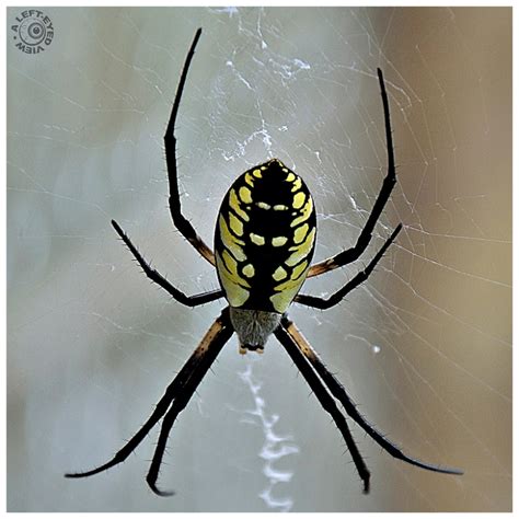 Yellow Garden Orb Weaver Animal And Insect Photos A Left Eyed View