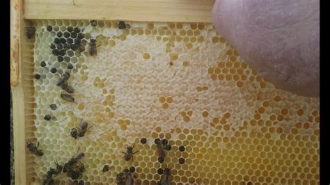 Honey Bee Hive Dead Youtube