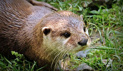 Royalty Free Photo Brown Otter Laying On Grass Field Pickpik