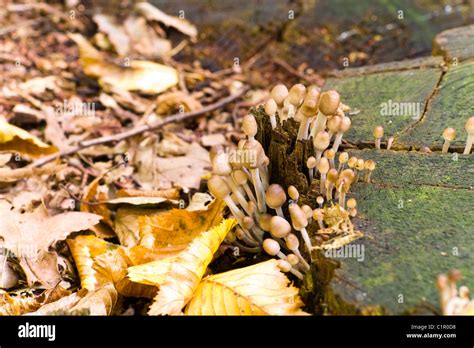 Forest Mushroom In Moss After Big Longtime Rain Stock Photo Alamy