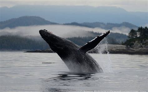 Cowichan Bay Whale Watching Experience The Majesty Victoria Tourism