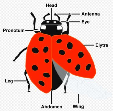Body fat distribution tends to be around both the upper body and lower body. Ladybug Anatomy - Article and Diagram