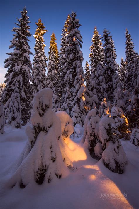 Winter Spruces Blog Joni Niemelä Fine Art Photography