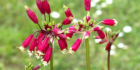 How To Grow Dichelostemma Firecracker Flower Dutchgrown