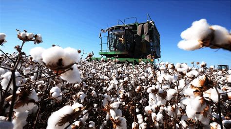 How Cotton Processing In Factory Cotton Cultivation Cotton Farming