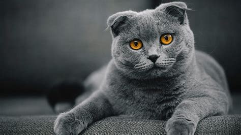Scottish Fold Price In India Lifespan And Profile By Petfather