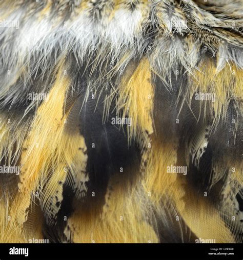 Eurasian Eagle Owl Feathers Stock Photo Alamy