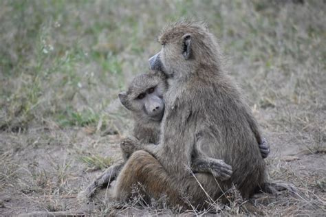 Male Baboons Make Friends With Females For Just One Reason A Longer Life Cbc Radio