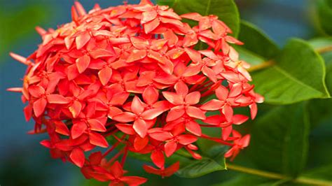 Ixora Como Cuidar E Curiosidades Da Planta