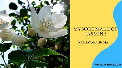 Mysore Mallige ಮೈಸೂರ ಮಲ್ಲಿಗೆ Gi Tag Flowers For Mysore Dushera 2020