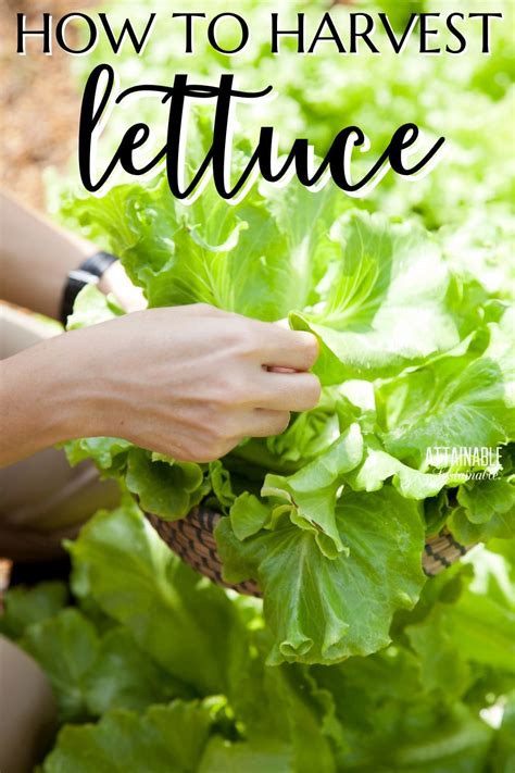 Harvesting Lettuce How To Make Yours Produce For Weeks