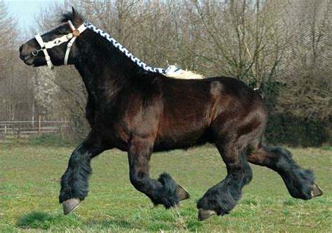 Brabant Trekpaard Stallion Bart Also Known As The Belgian Heavy Horse