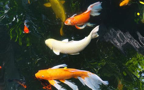 Koi Carp Vs Goldfish What Is The Difference Aquariumnexus