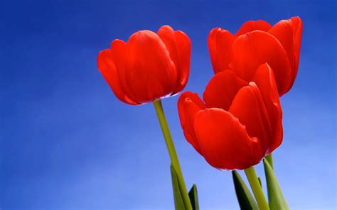 Red Tulips Desktop Wallpapers Amazing Picture Collection