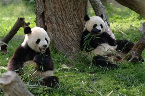 Two Giant Pandas Destined For A Dutch Zoo Will Arrive In The