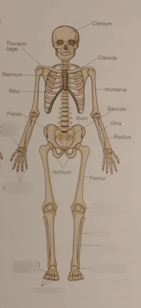 Skeletal System Anteriorposterior Inferior Diagram Quizlet