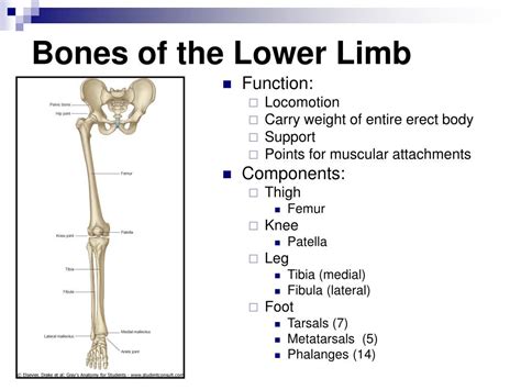 Ppt The Lower Limb Powerpoint Presentation Free Download Id1185281