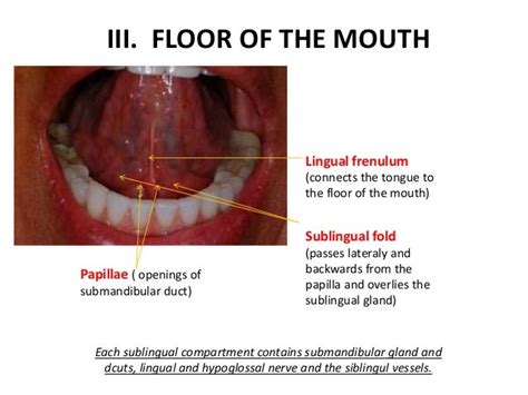 Anatomy Of Mouth Floor Anatomical Charts And Posters