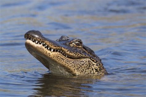 How Far North Do Alligators Live Quora