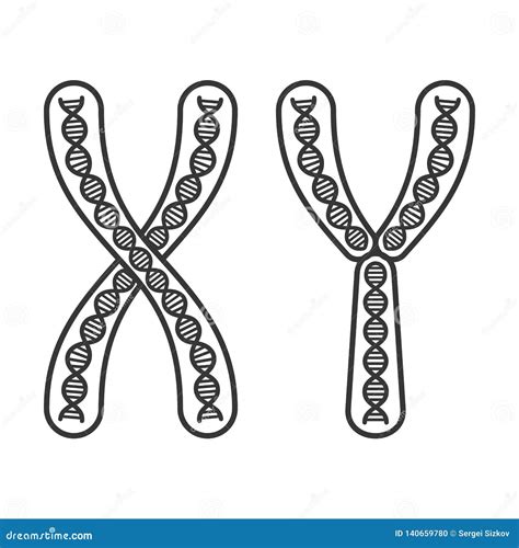 Chromosome X And Y Set On White Background Vector Stock Vector Free