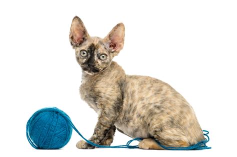 Concerned your cat is shedding more than normal? 6 low-shedding cat breeds that your black clothing will ...