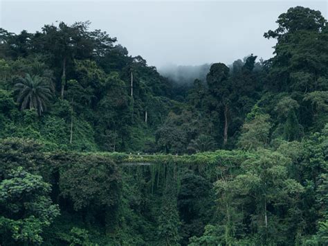 Equatorial Forest Afrik 21