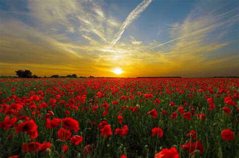 Clouds Horizon Landscape Nature Poppies Poppy Field Red Sky Sun