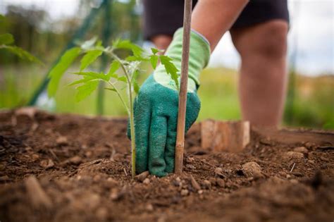 How To Plant Tomatoes For Best Results Lovetoknow