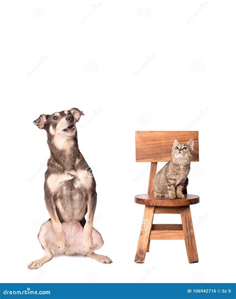The Cat And The Dog Are Astonished Together Stock Photo Image Of Life