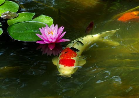 Water Lily And Carp Koi Koi Fish Pond Water Lily