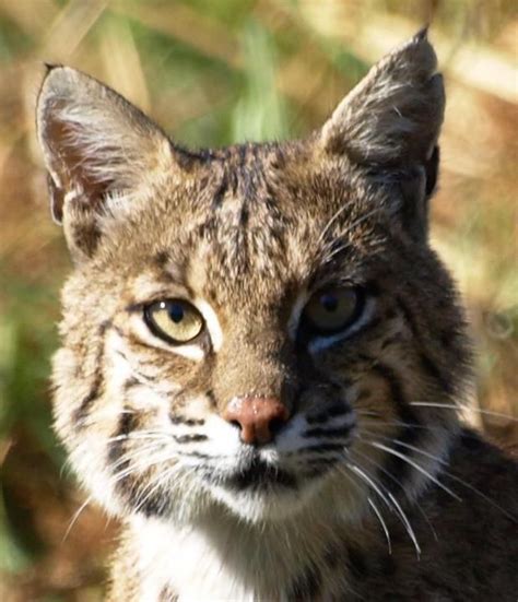 Texas Parks And Wildlife Shared Gary Stubbss Photo A Curious Bobcat
