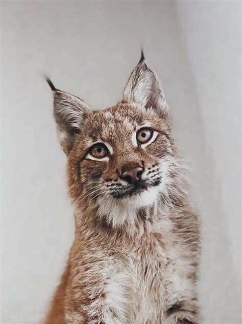 I Adopted Two Lynxes From A Fur Farm Now I Live With 2 Big Cats 8