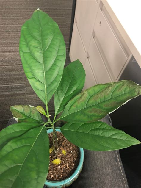 Need Advice Caring For Indoordesk Avocado Plant Details In Comments