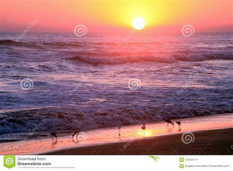 Gold And Purple Sunset Over Tropical Birds Grazing On Pacific Ocean Beach Stock Image Image