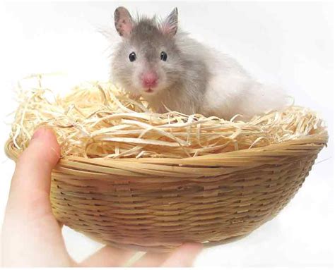 What Is The Best Bedding For A Syrian Hamster Bedding Design Ideas