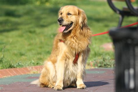 Free Images Animal Pet Sitting Golden Retriever Vertebrate Dog