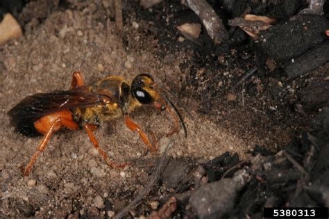 Great Golden Digger Wasp Sphex Ichneumoneus
