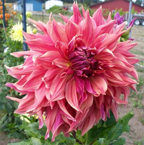 Jun 15, 2021 · camellia petal blight causes flowers to turn brown rapidly, then drop. Pin on Daring dahlias and irresistible irises