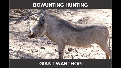 Bow Hunting A Giant Warthog In South Africa Youtube