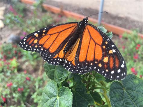 Conservation Groups Seek Aid For Endangered Monarch Butterflies | KPBS