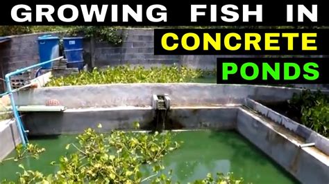 A backyard pond adds interest to your landscape, especially one that includes aquatic plants and fish, such as koi or the inexpensive alternative and equally colorful goldfish. TILAPIA & CATFISH | GROWING FISH IN CONCRETE PONDS - YouTube