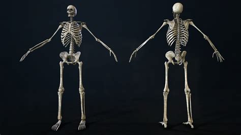 Skeleton 20 Rigged Flippednormals