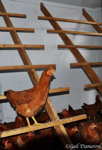 Providing Perches Inside A Chicken Coop — Gail Damerows Blog